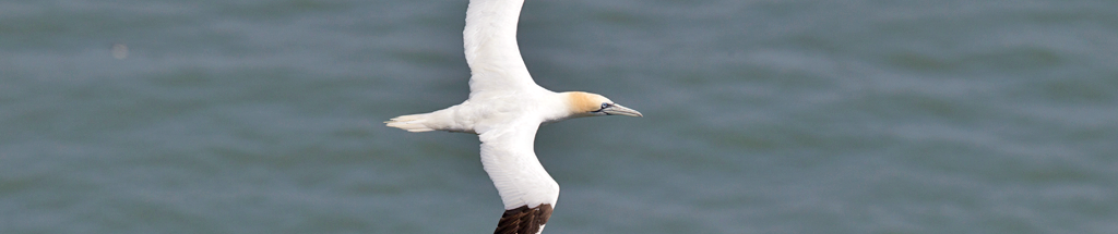 Gannet